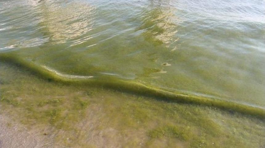 Tekirdağ’da Yeniçiftlik’teki Denize Yosundan Girilmiyor