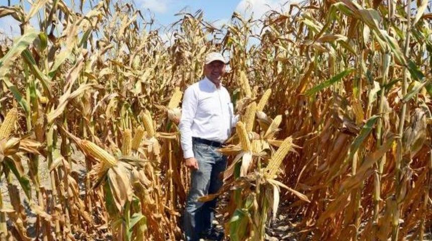 Mısır Islah &Ccedil;alışmasına 25 Milyon Lira Harcadılar