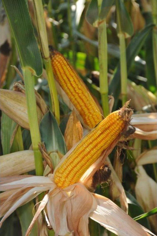 Mısır Islah &Ccedil;alışmasına 25 Milyon Lira Harcadılar 1