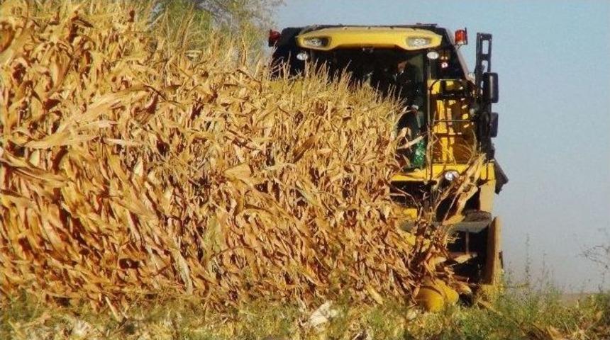 Mısırda Hasat Başladı