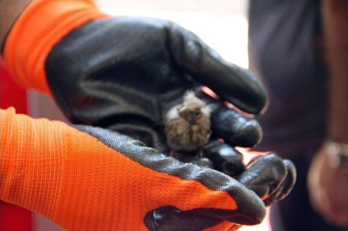 Ser&ccedil;e Yavrusu İ&ccedil;in Seferber Oldular