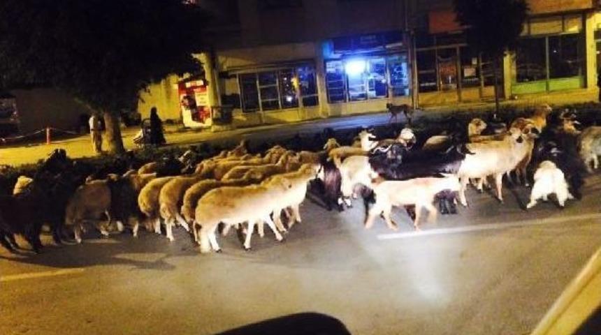 Trafikteki K&uuml;&ccedil;&uuml;kbaş Hayvanlar S&uuml;r&uuml;c&uuml;leri Isyan Ettirdi