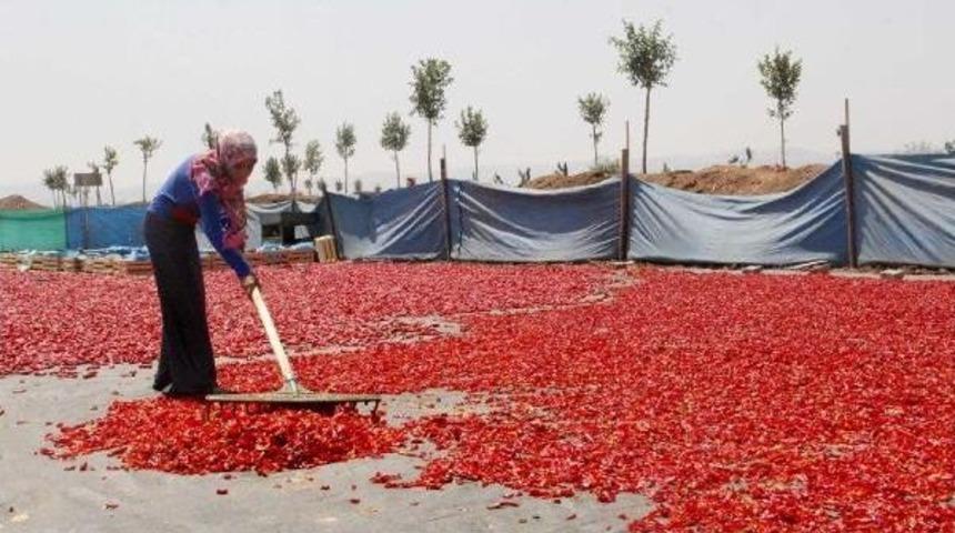 Şanlıurfa'da Isot Mevsimi