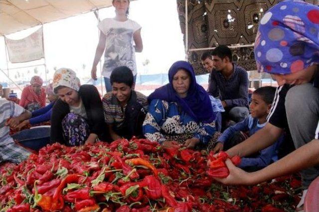 Şanlıurfa da Isot Mevsimi 1