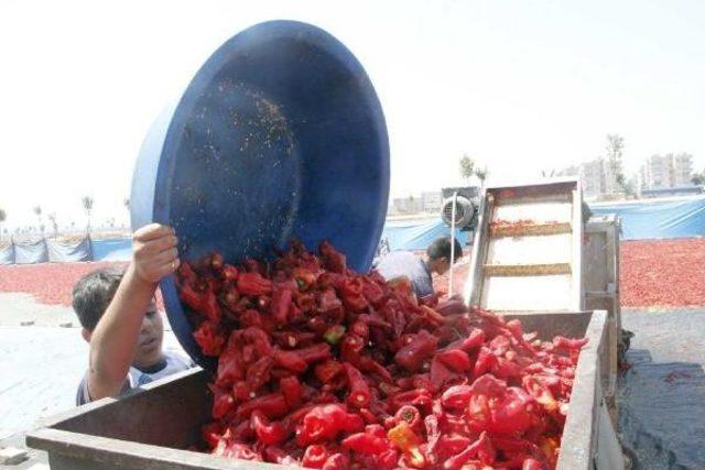 Şanlıurfa da Isot Mevsimi 2