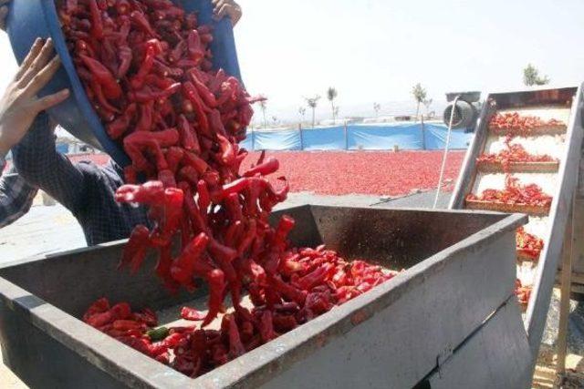 Şanlıurfa da Isot Mevsimi 3