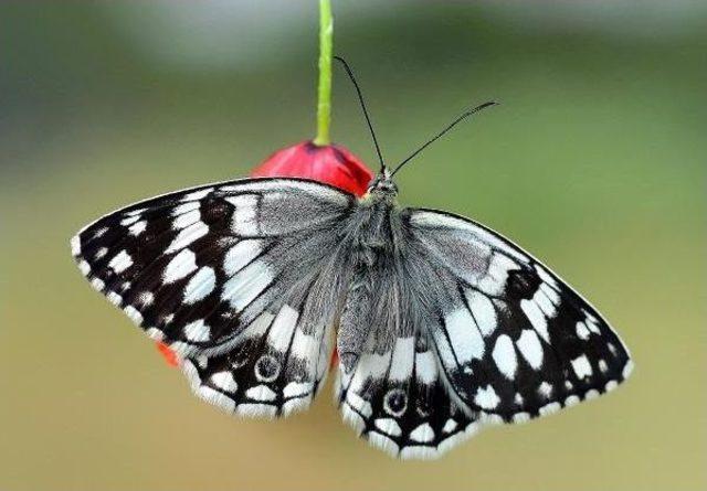 Turkish Mothers’ Camera Glasses Chase For Butterflies