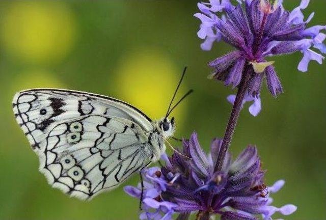 Turkish Mothers’ Camera Glasses Chase For Butterflies