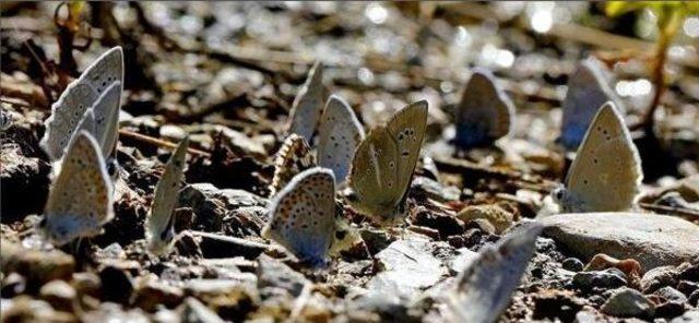 Turkish Mothers’ Camera Glasses Chase For Butterflies