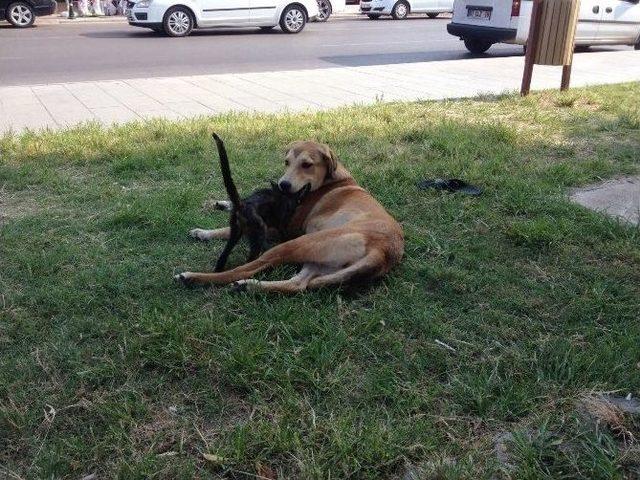 Aşırı Sıcaklar D&uuml;şman Cinsleri Barıştırdı 1