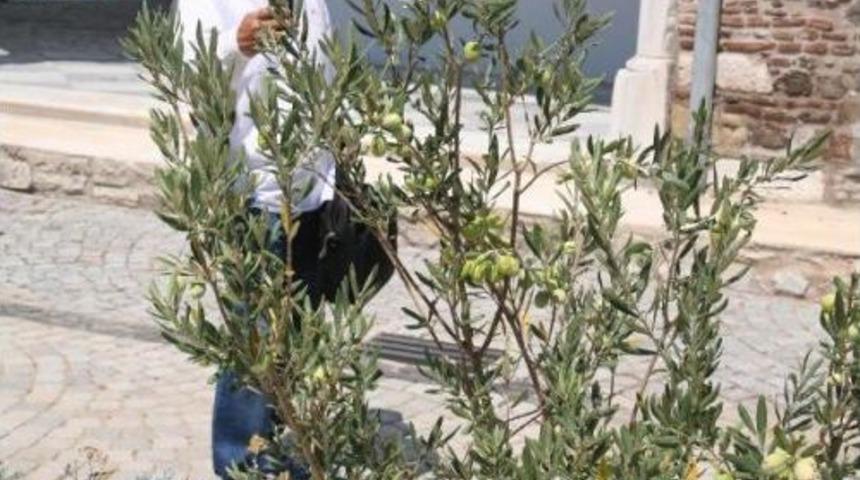 Agios Voukolos&rsquo; Olive Sapling Gives First Yield, While Planted Myrtle Becomes Tourists&rsquo; Wish Tree