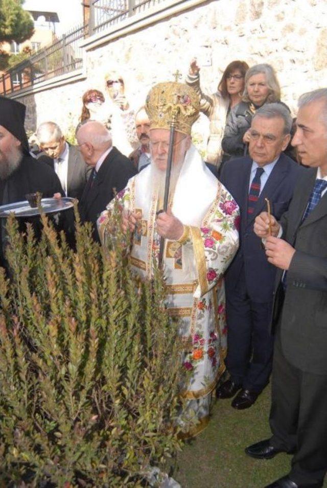 Agios Voukolos&rsquo; Olive Sapling Gives First Yield, While Planted Myrtle Becomes Tourists&rsquo; Wish Tree 1