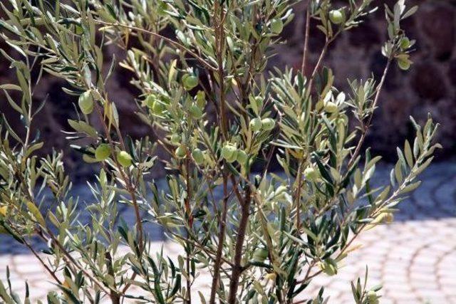 Agios Voukolos&rsquo; Olive Sapling Gives First Yield, While Planted Myrtle Becomes Tourists&rsquo; Wish Tree 2