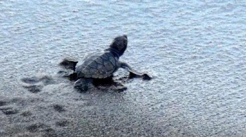 Med Journey Of Caretta Carettas Begins