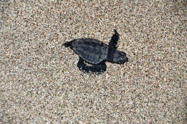 Med Journey Of Caretta Carettas Begins