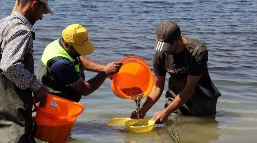 G&ouml;letlere 100 Bin Yavru Balık Bırakıldı