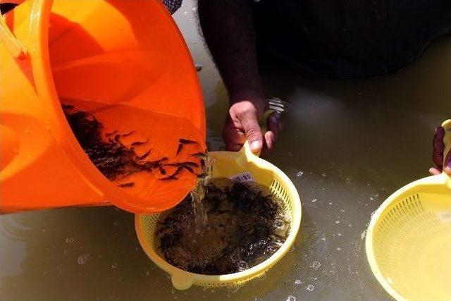 Göletlere 100 Bin Yavru Balık Bırakıldı 1