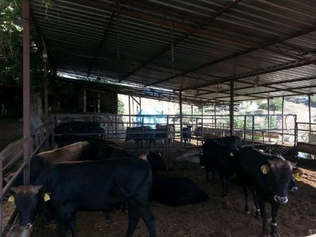 &Ccedil;obanlar Da &Ccedil;ağa Ayak Uydurup İnternetten Kurbanlık Satmaya Başladı