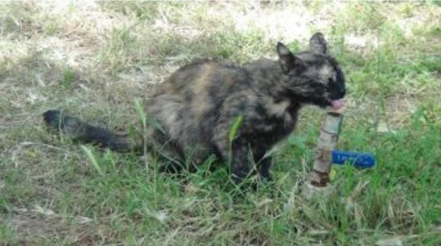 Hayvanların Sıcakla M&uuml;cadelesi