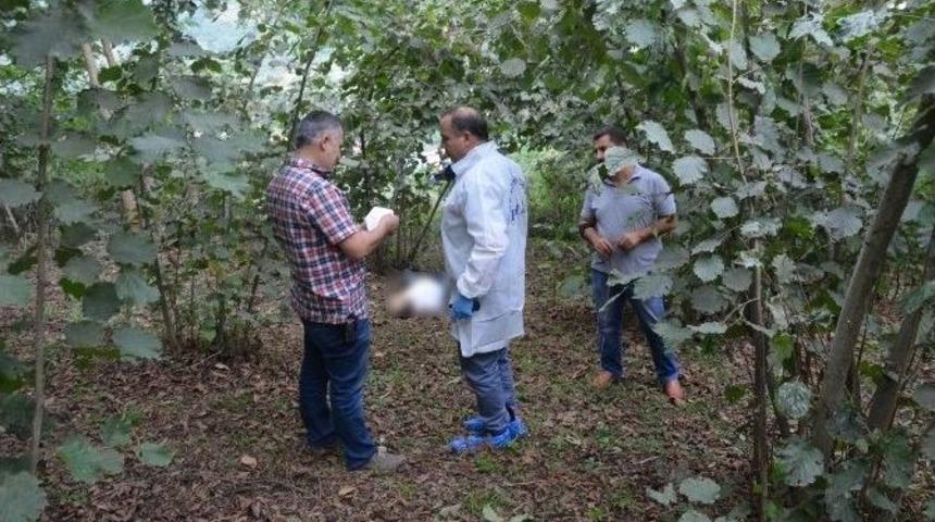 Uzman &Ccedil;avuş Fındık Bah&ccedil;esinde &Ouml;l&uuml; Bulundu