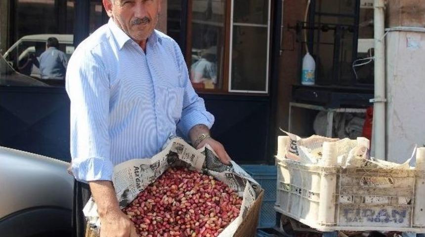 (&ouml;zel Haber) Fıstık &Uuml;reticisi Zor Durumda
