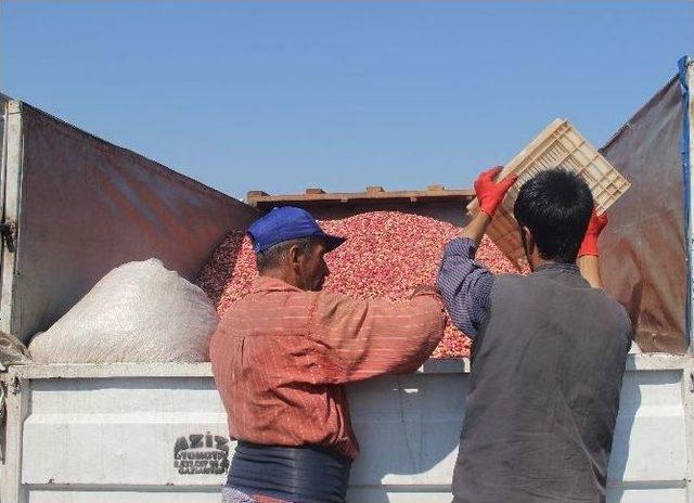 (özel Haber) Fıstık Üreticisi Zor Durumda