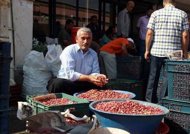 (özel Haber) Fıstık Üreticisi Zor Durumda