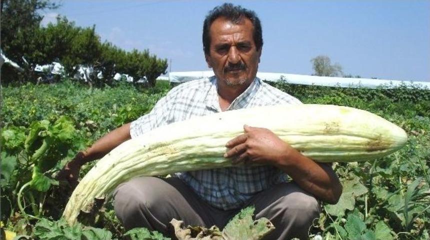 Tarlasında Devasa Boyutlarda Acur Ve Kabak Yetiştirdi