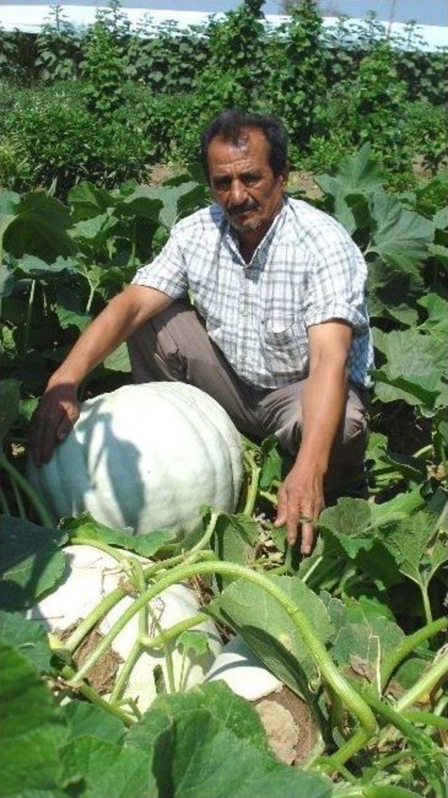 Tarlasında Devasa Boyutlarda Acur Ve Kabak Yetiştirdi