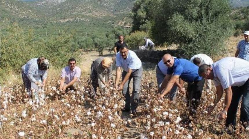 S&ouml;ke Ovası'nda Sezonun Ilk Pamuk Hasadı