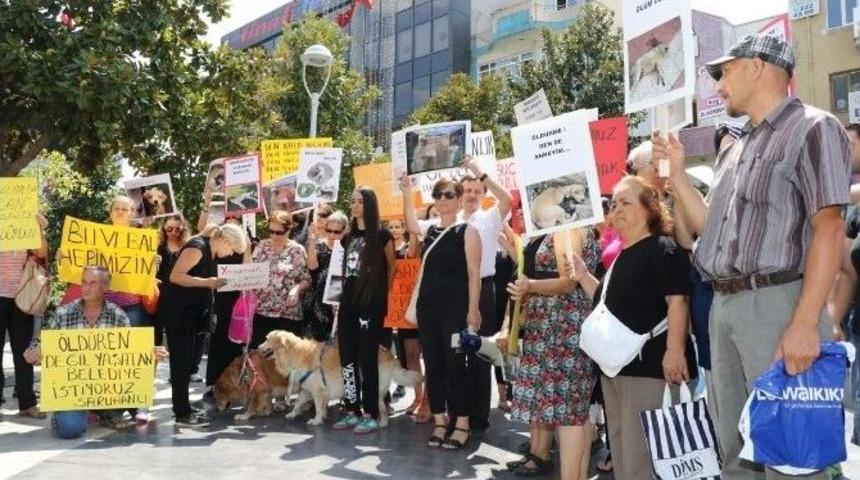 Memiş, Hayvanseverlerle Bir Araya Geldi