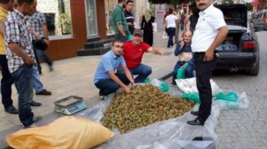 K&uuml;rt&uuml;n Fındığı Pazarda