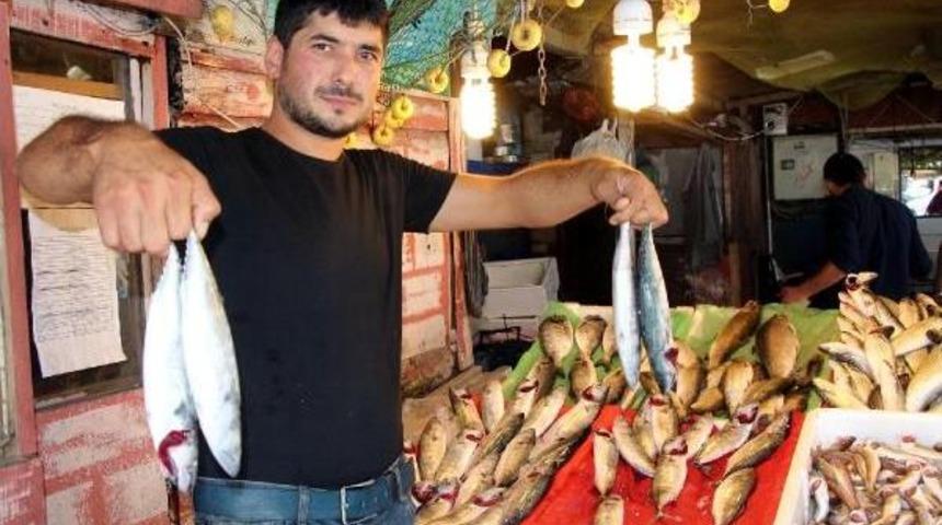 &Ccedil;ingene Palamutu Tezgahlardaki Yerini Aldı