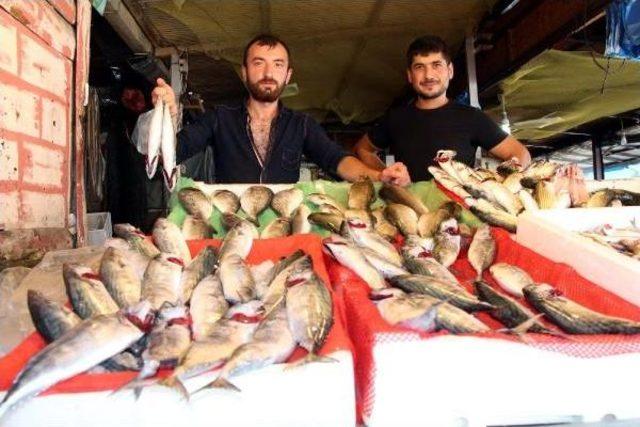 Çingene Palamutu Tezgahlardaki Yerini Aldı