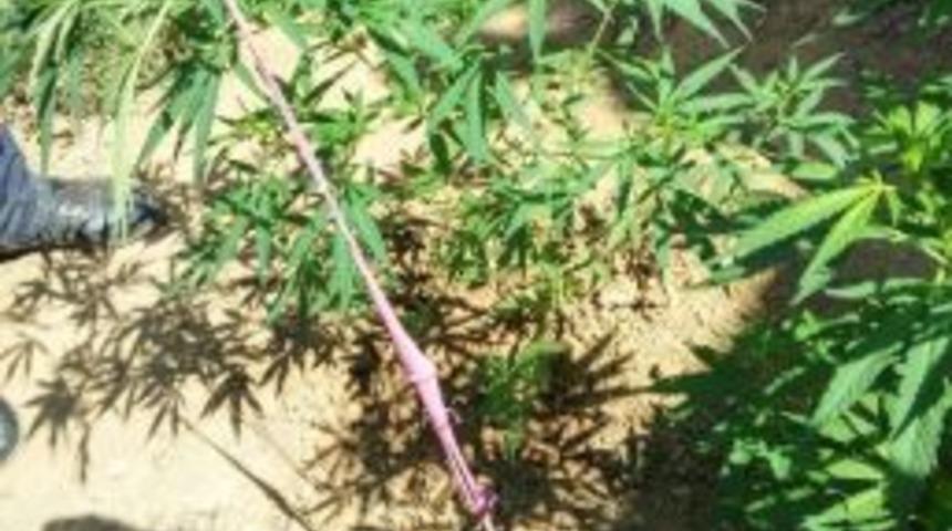 Jandarmadan Uyuşturucu Operasyonu