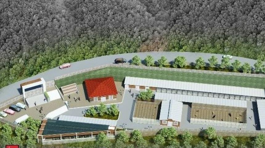 Bilecik&rsquo;te Sokak Hayvanlarının Barınaksız Kaldığı İddiası