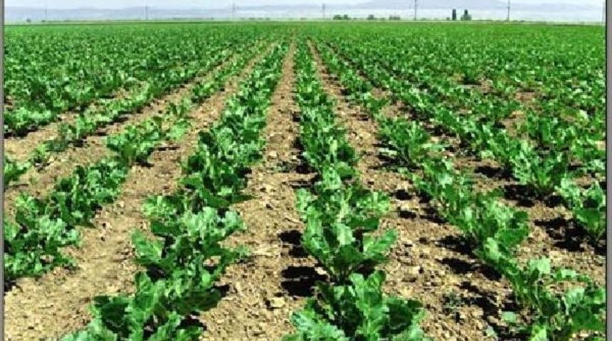 T&uuml;bitak, Kayseri Şeker'in Projesini Destekleyecek