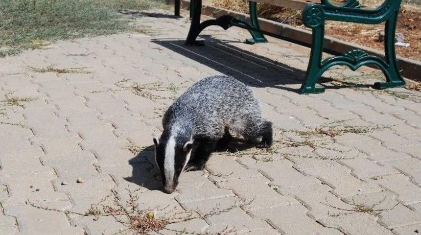 Hilvan&rsquo;da Okul Bah&ccedil;esinde Porsuk Bulundu