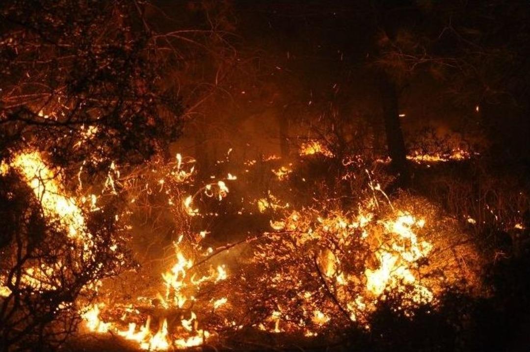 Adana&rsquo;da Orman Yangını