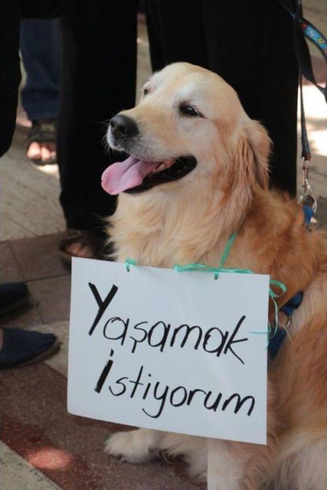 Activists Protest Alleged Animal Poisoning In Western Turkey