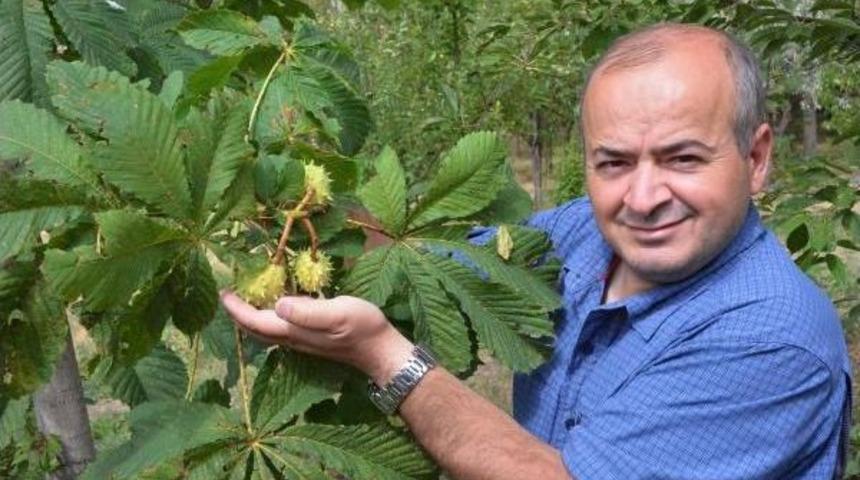 Erzurum'da 2 Bin 400 Rakımda 13 &Ccedil;eşit Meyve Yetiştiriyor