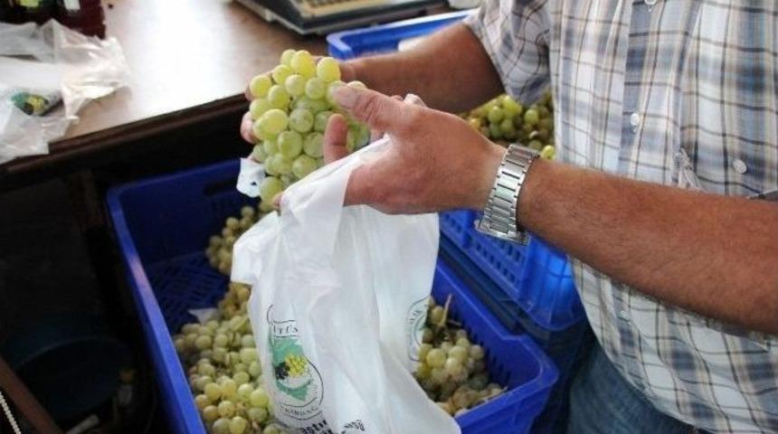 Tekirdağ Bağcılık Araştırma İstasyonu&rsquo;nun &Ccedil;ekirdeksiz Ve &Ccedil;avuş &Uuml;z&uuml;m&uuml; Tezgahta