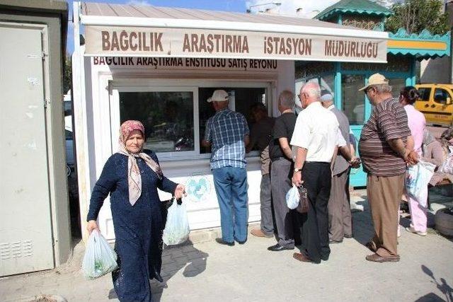 Tekirdağ Bağcılık Araştırma İstasyonu’nun Çekirdeksiz Ve Çavuş Üzümü Tezgahta