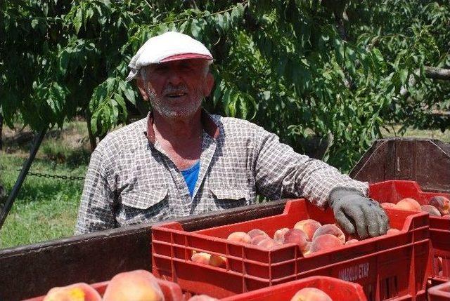 68 Yaşındaki Dünya Şampiyonu, Eski Günlerdeki Gibi