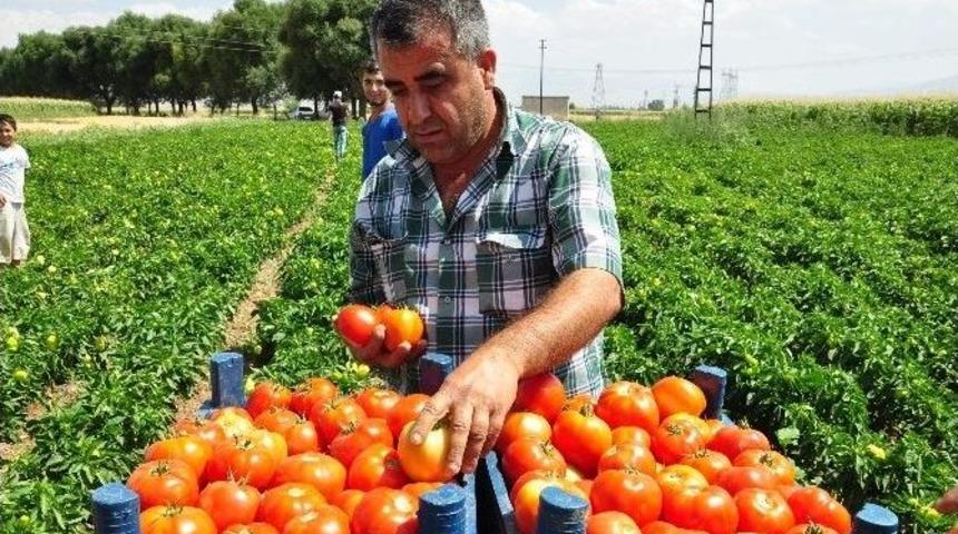 Domatesin Fiyatı Dip Yaptı