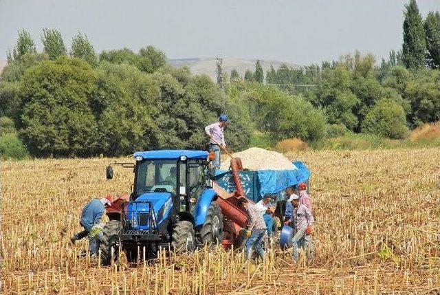 &Ccedil;ift&ccedil;i, Ay &Ccedil;ekirdeği Hasadı İ&ccedil;in Tarlaya İndi 1