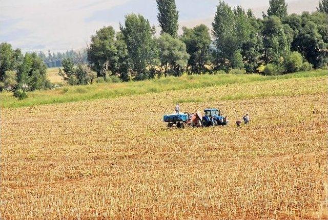 &Ccedil;ift&ccedil;i, Ay &Ccedil;ekirdeği Hasadı İ&ccedil;in Tarlaya İndi 2