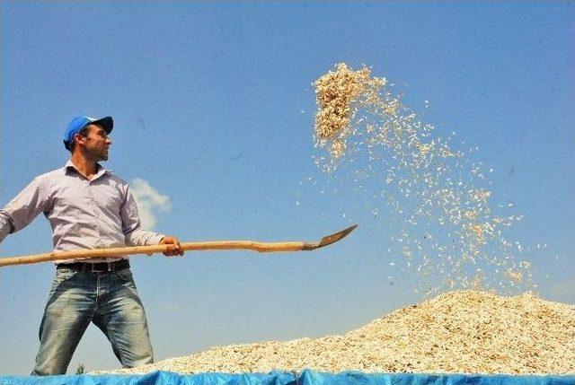 &Ccedil;ift&ccedil;i, Ay &Ccedil;ekirdeği Hasadı İ&ccedil;in Tarlaya İndi 3