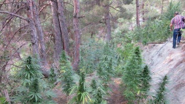 Ormanlık Alanda 3 Bin 223 Kök Hintkeneviri Ele Geçirildi