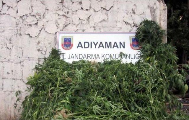 Ormanlık Alanda 3 Bin 223 Kök Hintkeneviri Ele Geçirildi